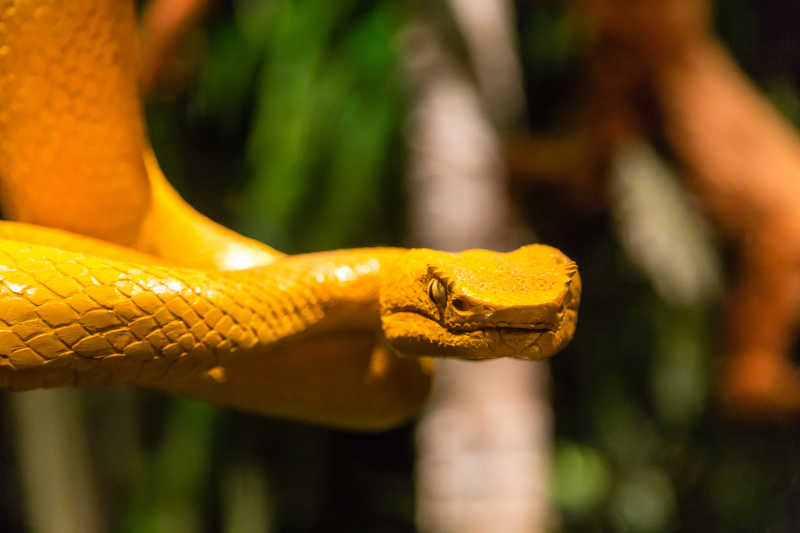 树林中的黄色黄蝰蛇