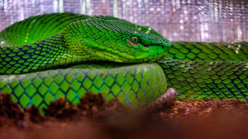 绿色蝮蛇