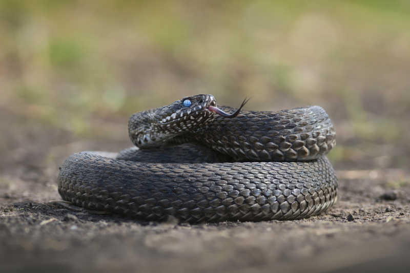 盘旋在地上的草甸蝰蛇