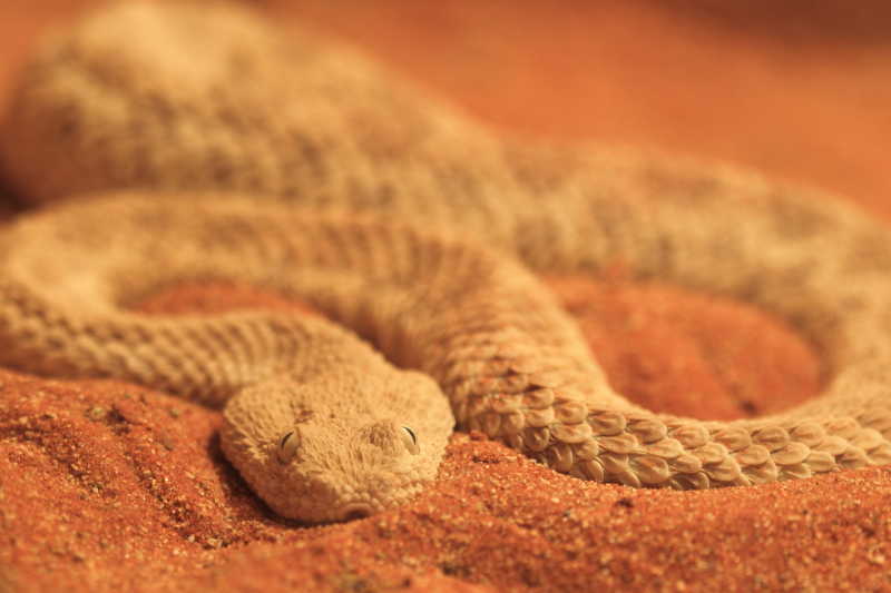 在沙子中的沙蝰蛇