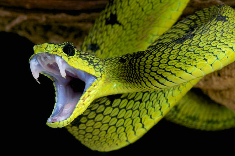黑色背景前树枝上张开嘴巴的绿色大湖蝰蛇