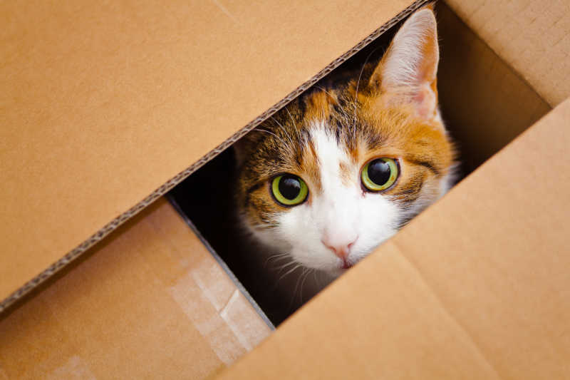 纸箱子里的小猫