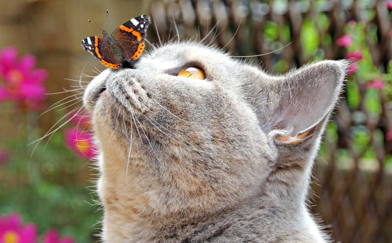 蝴蝶停留在猫的鼻子上