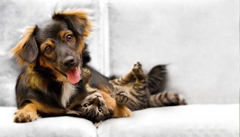 沙发上可爱的小猫和小狗