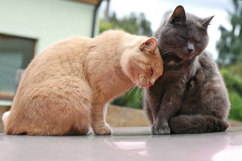 可爱的灰猫和橘猫