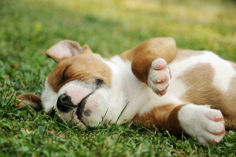 躺在草地上睡觉的小狗