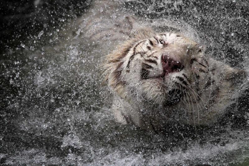 水里洗澡的白色老虎