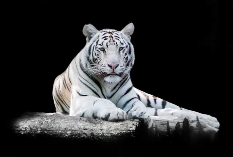 黑色背景上的白虎