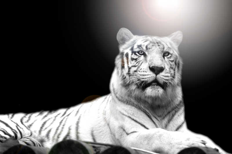 黑色背景上的白色老虎