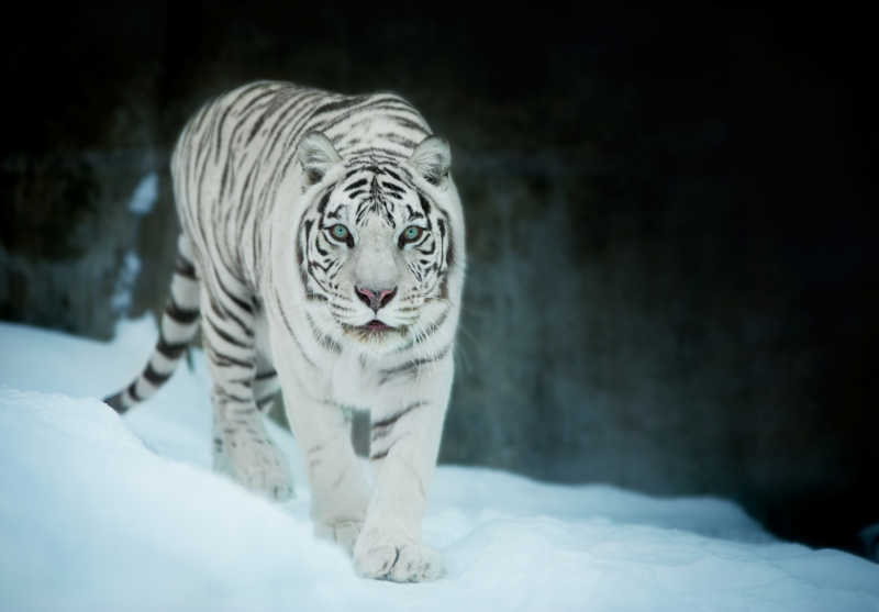 雪地里的白虎
