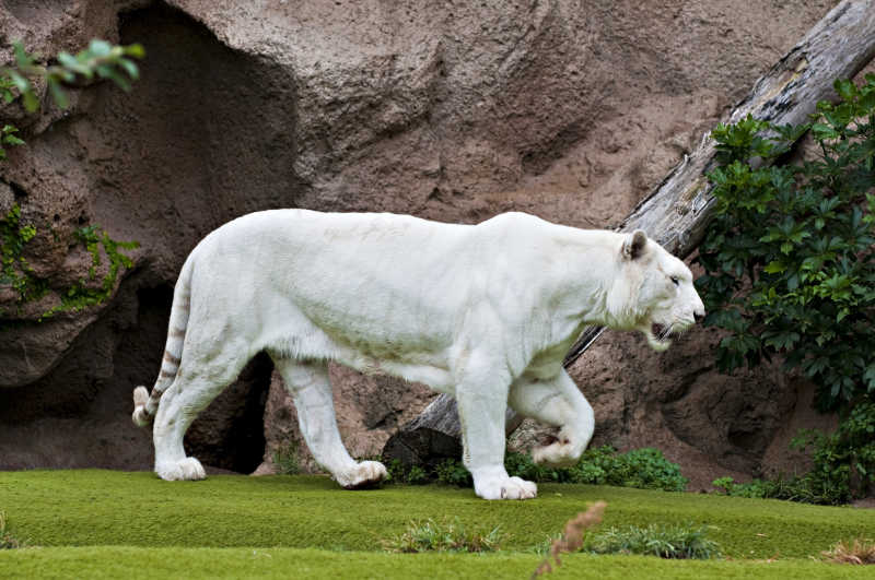 一只白色的老虎