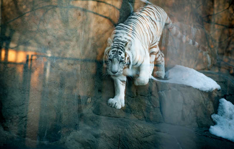 行走的白色老虎