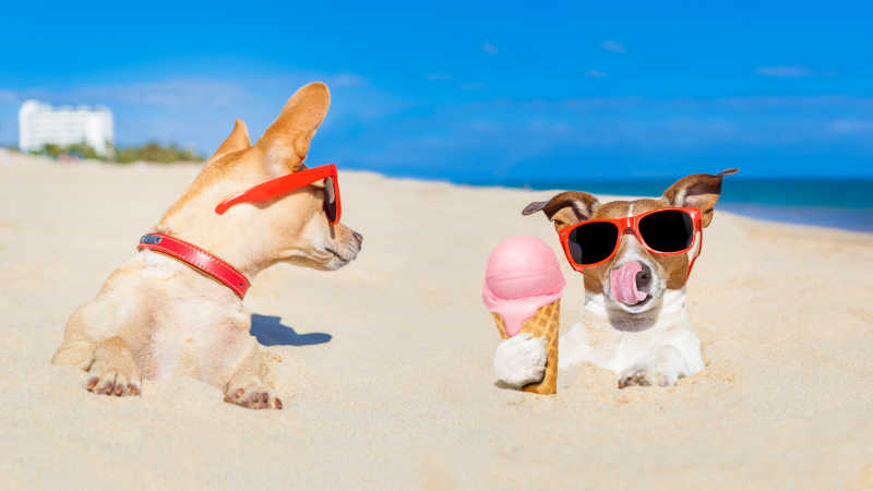 沙滩上的两个搞怪狗狗