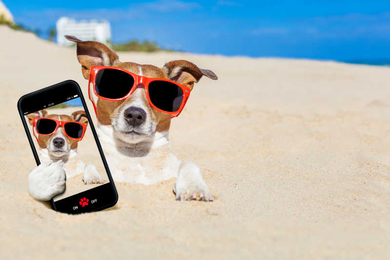 沙滩上拿着手机自拍的搞怪狗狗