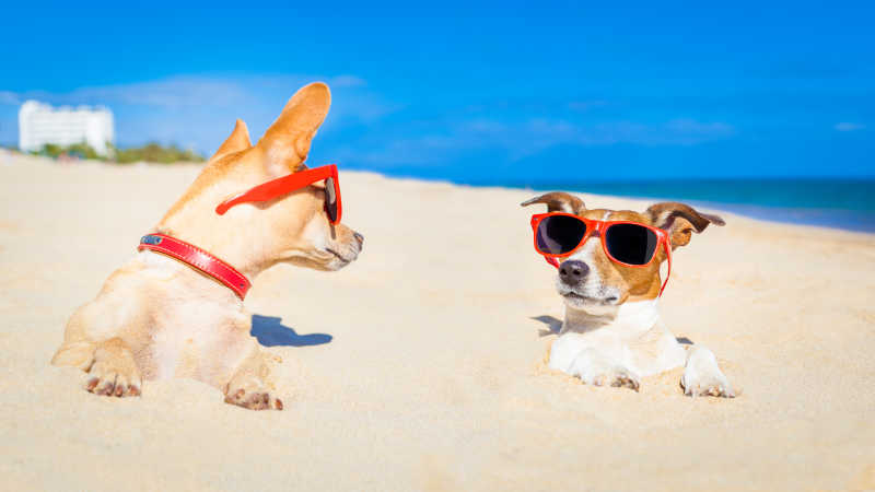 沙滩上晒太阳的狗狗