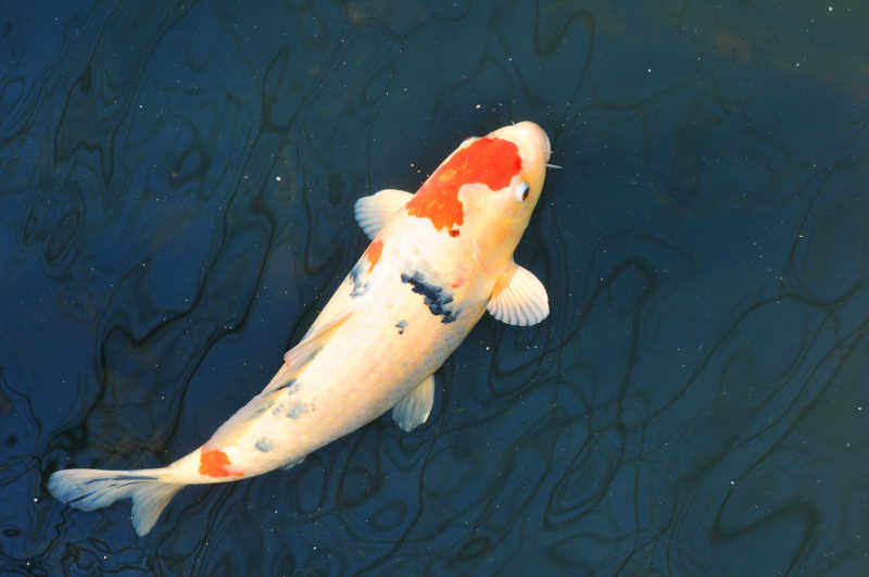 一只漂亮的白胖的鲤鱼