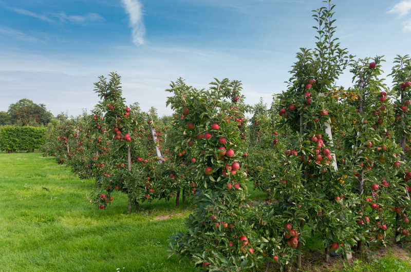 成熟的红苹果园