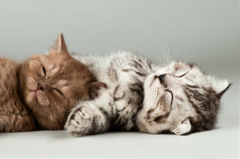 两只睡着的可爱猫咪