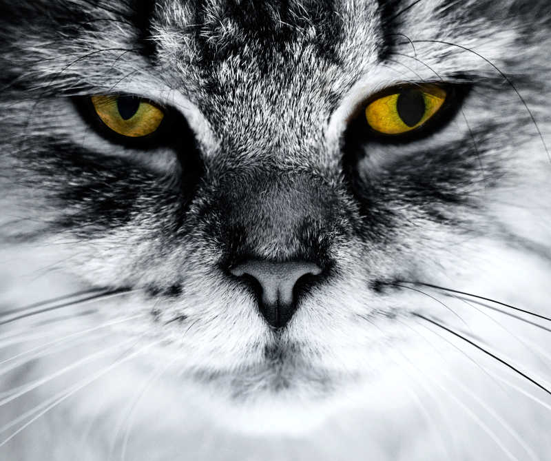 猫咪的肖像黄色眼睛