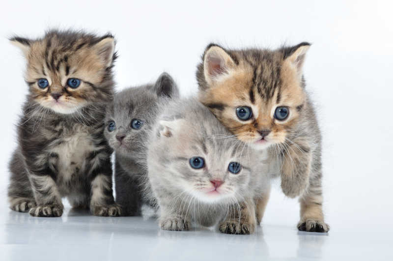 四只可爱的年幼的小猫