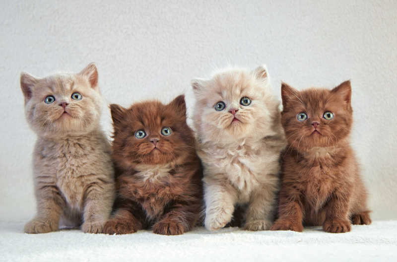 四只可爱的小猫咪