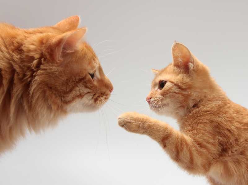 两只可爱的橙猫