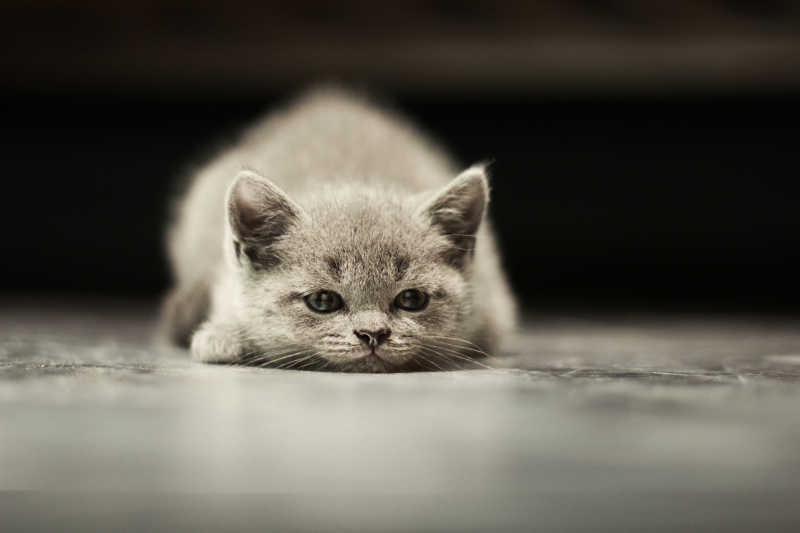 趴着的可爱的灰色猫咪