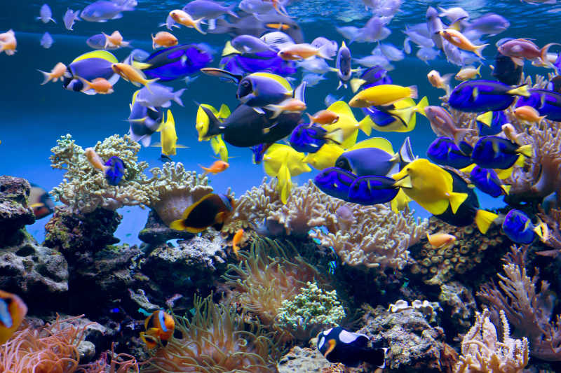 鱼缸里美丽的热带鱼和珊瑚
