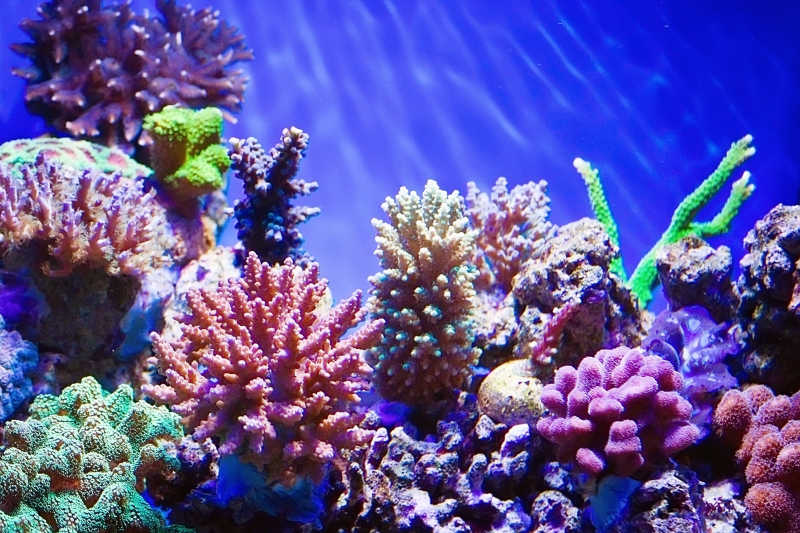 水族馆里的珊瑚礁