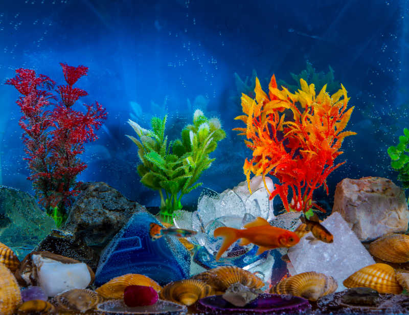 鱼缸里的珊瑚金鱼和贝壳
