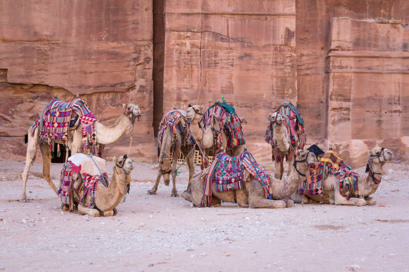 六只骆驼