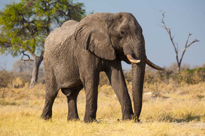 野外的一只单独的大象
