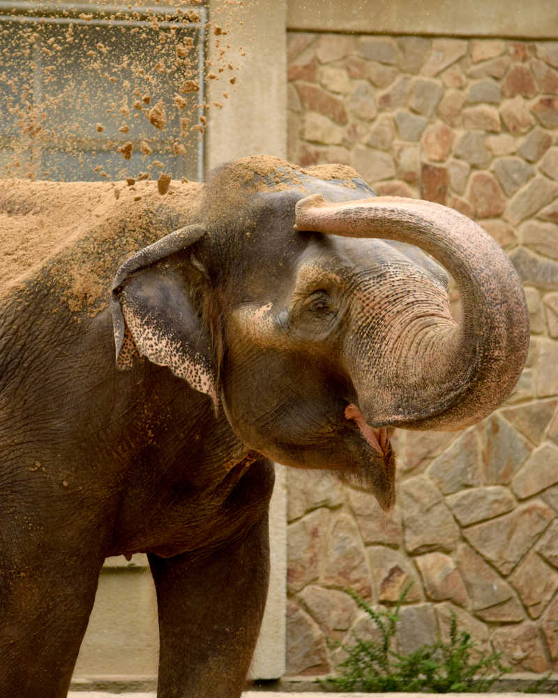 快乐的享受泥浆浴的大象