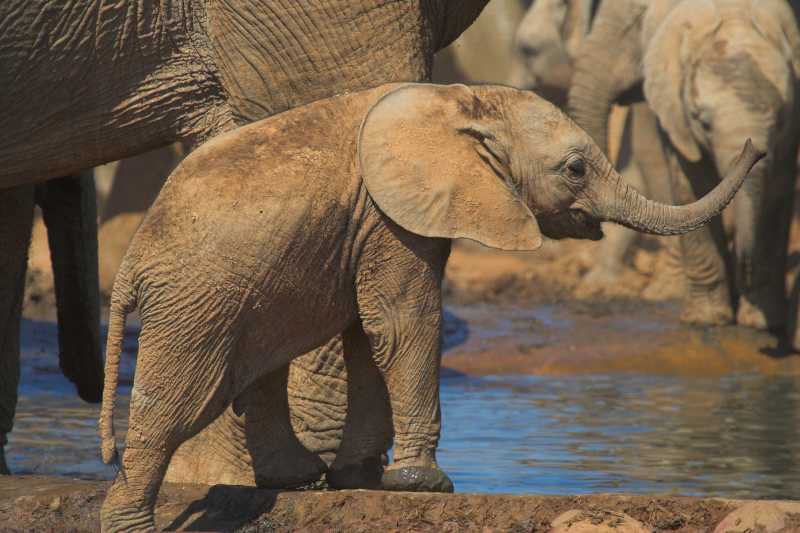 非洲水塘边嬉戏的小象