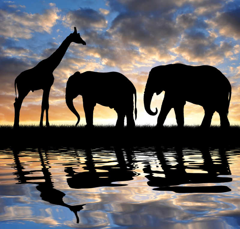夕阳中的大象和长颈鹿剪影