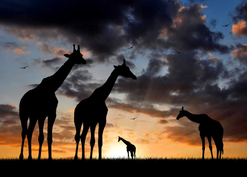 夕阳下的长颈鹿群剪影