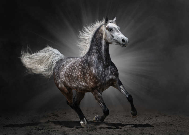 灰色背景前奔跑的黑白斑点马