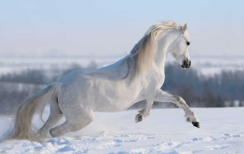 在雪地里奔跑的白马