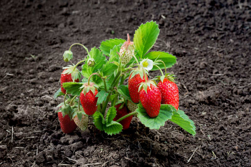 在花园里成长的草莓