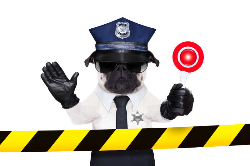 隔离带后穿白色制服的警犬表示停止