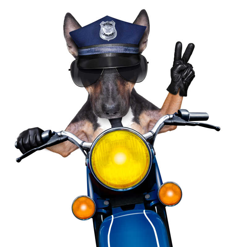 正在骑摩托车的警犬