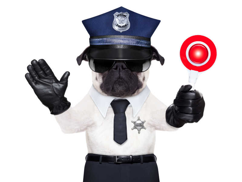 穿白色制服的警犬表示停止