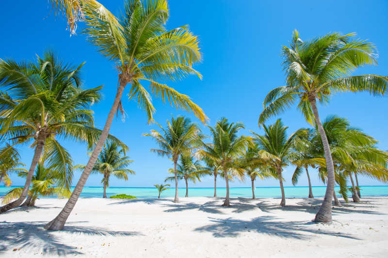 热带海滩上和棕榈树