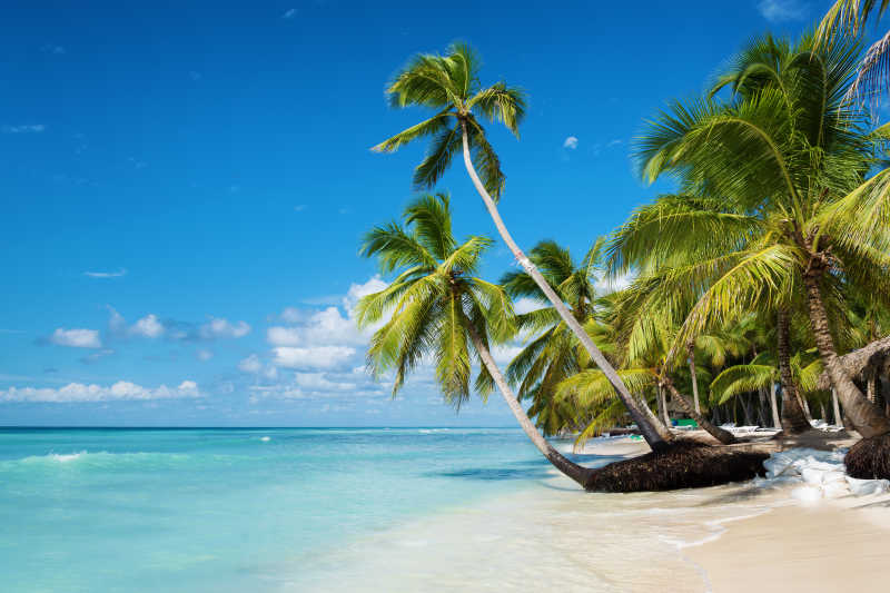 长着棕榈树的热带海滩