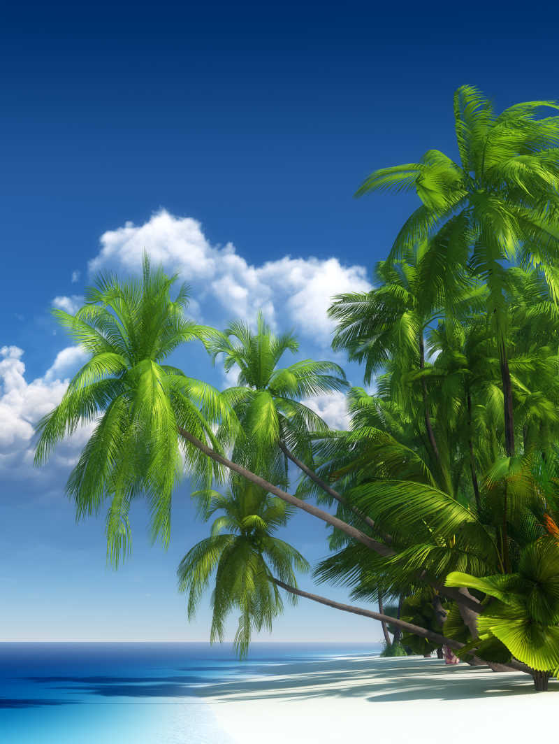 美丽的热带海滩上的棕榈树