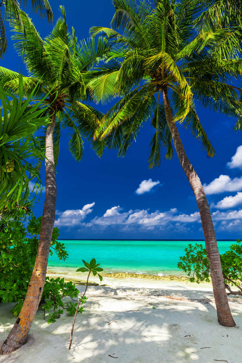 美丽的热带蓝色泻湖和海滩上的两颗棕榈树