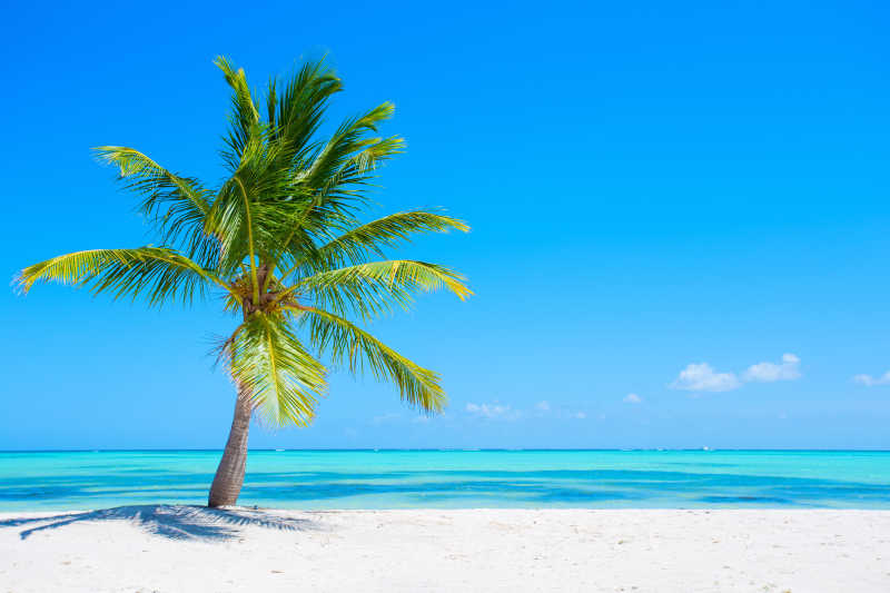 蔚蓝海水的海滩上的棕榈树