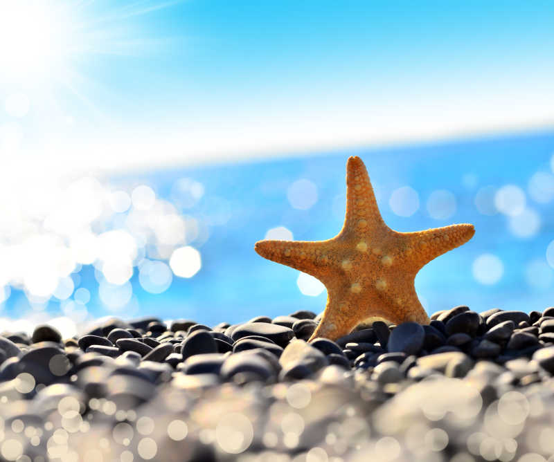 海滩石子上的海星