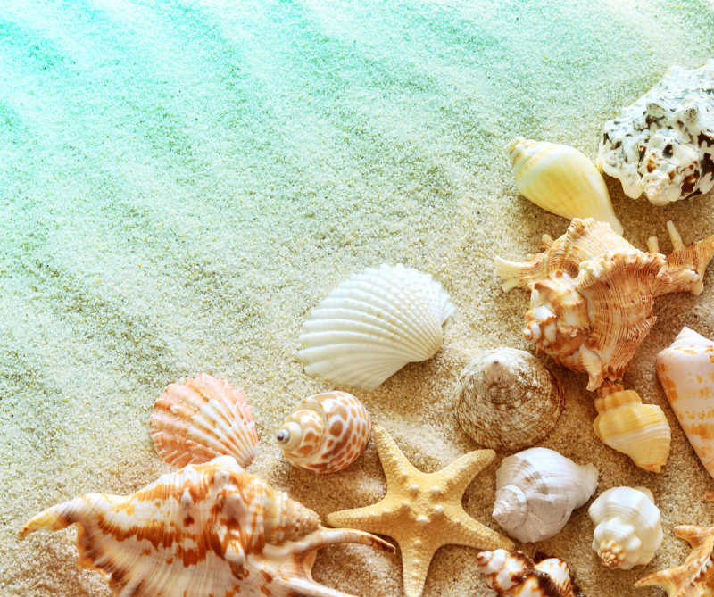 沙滩上彩色的贝壳