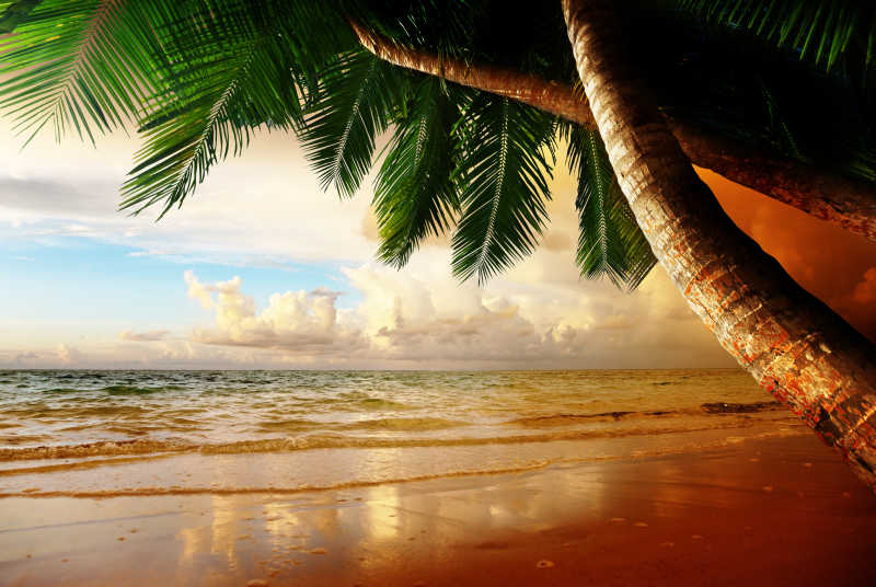 棕榄树和美丽的海滩日落